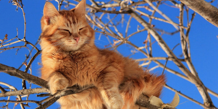 В Молдове резко потеплеет: Ожидается до 15 градусов тепла