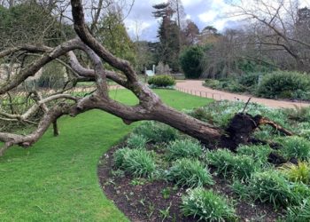 Буря уничтожила «яблоню Ньютона» в Кембридже