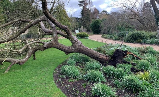 Буря уничтожила «яблоню Ньютона» в Кембридже