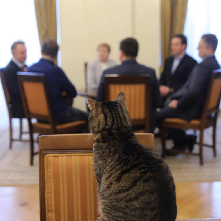 Cum a pus stăpânire o pisică pe primăria unui oraș din Ucraina. Participă acum la toate ședințele și întâlnirile oficiale