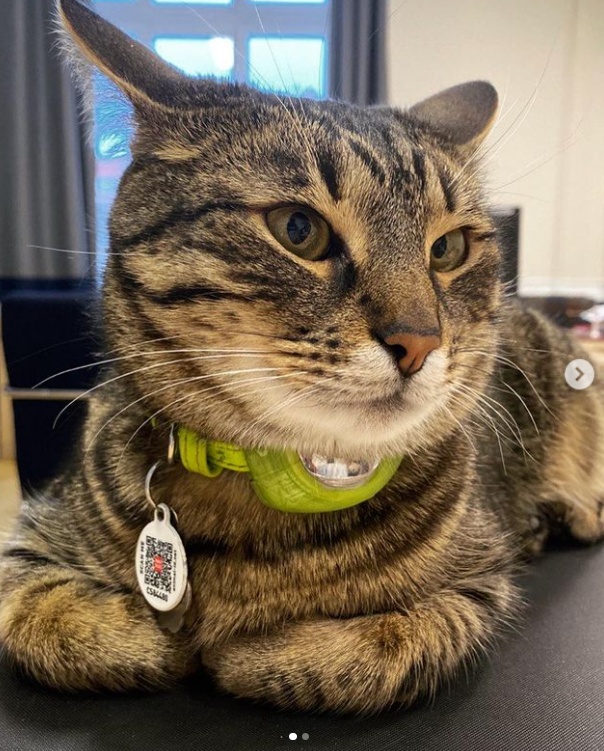 Cum a pus stăpânire o pisică pe primăria unui oraș din Ucraina. Participă acum la toate ședințele și întâlnirile oficiale