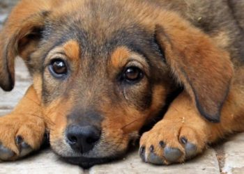 Refugiații din Ucraina pot intra în Moldova cu animalele de companie fără acte