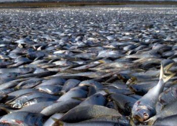 Тысячи мертвых рыб нашли в Атлантическом океане у берегов Франции