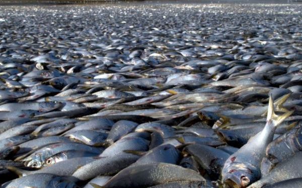 Тысячи мертвых рыб нашли в Атлантическом океане у берегов Франции