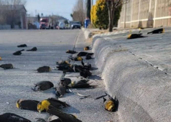 Imagini de coșmar în Mexic. Momentul în care un stol de păsări se prăbușește brusc la pământ | VIDEO