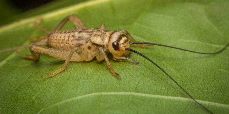 Greierele de casă devine aliment în Uniunea Europeană. Este a treia insectă aprobată pentru consum de către Comisie
