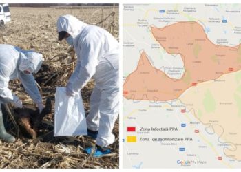 Pesta porcină africană ia turații în Moldova. ANSA a depistat patru mistreți morți, care s-a dovedit a fi infectați | FOTO