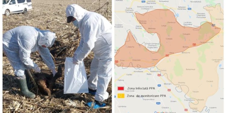 Pesta porcină africană ia turații în Moldova. ANSA a depistat patru mistreți morți, care s-a dovedit a fi infectați | FOTO