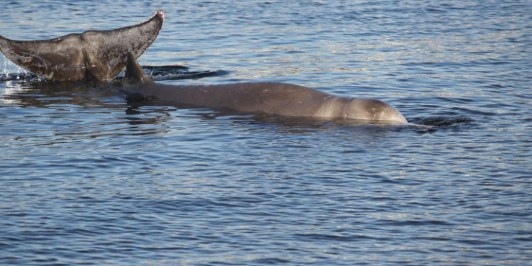 Activiștii greci de mediu cer încetarea cercetărilor seismice în Marea Ionică după ce mai multe balene au eşuat