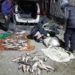 Doi moldoveni au prins ilegal peste 100 kg de pește în apele de frontieră | VIDEO