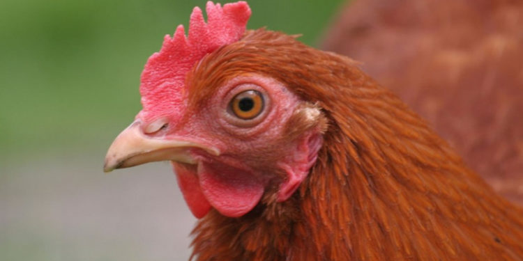 „Incident de securitate” la Pentagon. O găină a fost prinsă în timp ce „dădea târcoale în jurul zonei securizate”