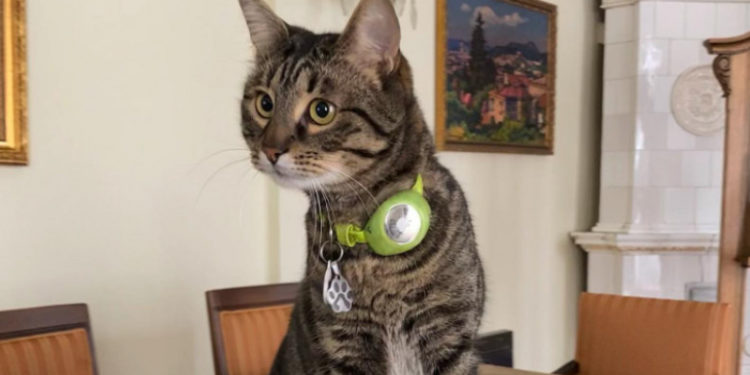Cum a pus stăpânire o pisică pe primăria unui oraș din Ucraina. Participă acum la toate ședințele și întâlnirile oficiale