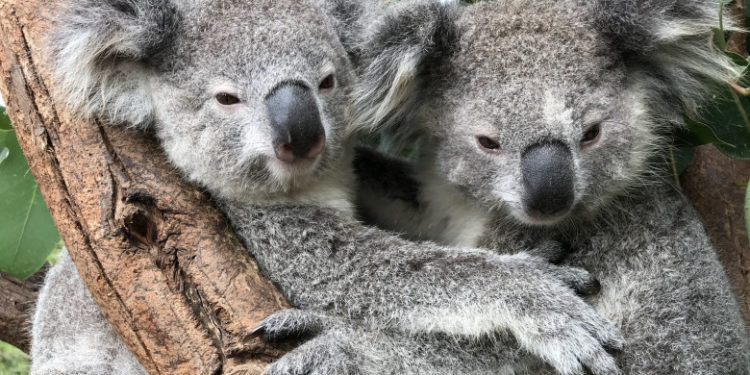 Ursul koala a fost inclus în lista animalelor în pericol de dispariție. Peste 5.000 au murit în incendii în 2019 și 2020