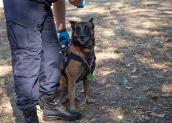 Câinele GROM, numit și spaima infractorilor de la frontiera de nord a țării, pleacă la pensie