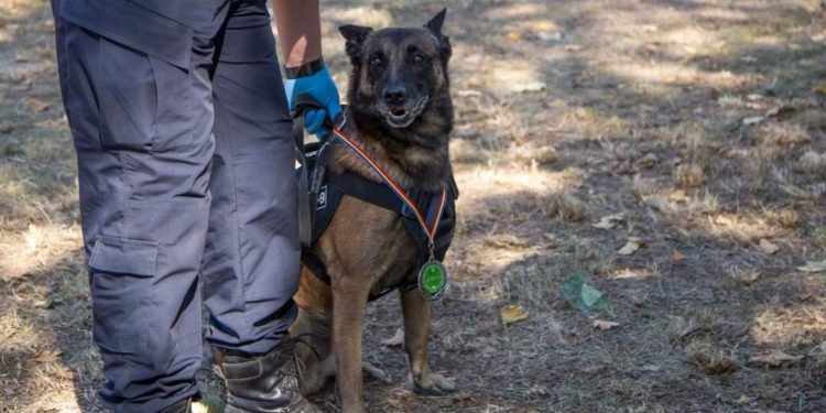 Câinele GROM, numit și spaima infractorilor de la frontiera de nord a țării, pleacă la pensie