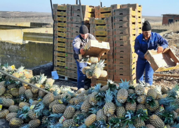 Inspectorii ANSA a zdrobit un lot mare de ananas. Avea depășită limita maximă admisibilă de pesticid de șase ori | VIDEO