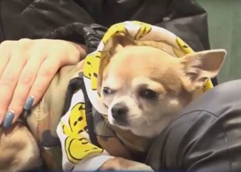 Clinicile veterinare din capitală, luate cu asalt de refugiații ajunși în Moldova cu animale de companie. Veterinar: Solicitările au crescut cu 200-300% | VIDEO