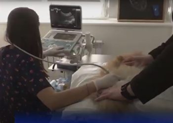 În construcții, IT, industrie textilă sau HoReCa: Cum se descurcă și care sunt impresiile refugiaților ucraineni care și-au găsit un job în Moldova | VIDEO