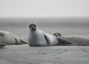 Десятки мертвых тюленей обнаружили на побережье Каспия в Казахстане