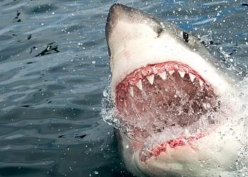 Священник спас серфера от акулы-людоеда и получил правительственную награду