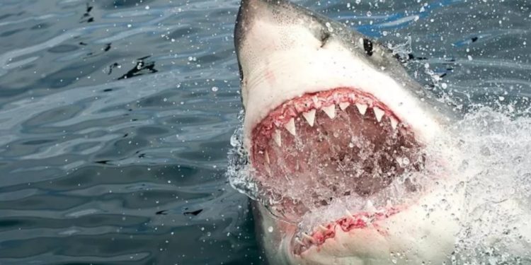 Священник спас серфера от акулы-людоеда и получил правительственную награду
