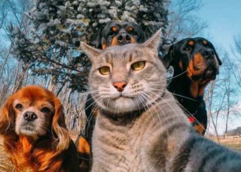 Жители столицы со скромным достатком смогут бесплатно стерилизовать животных