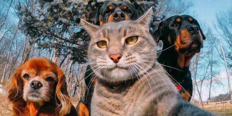 Жители столицы со скромным достатком смогут бесплатно стерилизовать животных