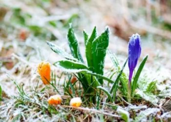 Синоптики предупреждают о заморозках