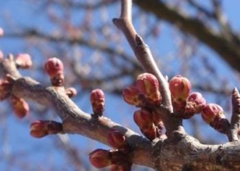 O nouă avertizare meteorologică: Cod Galben de îngheț în toată țara