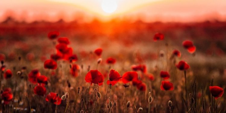 Liderul suprem al talibanilor interzice culturile de mac în Afganistan