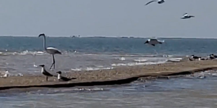 O pasăre flamingo care evadase de la o gradină zoologică din SUA a fost văzută după 17 ani trăind la peste 1100 de kilometri depărtare