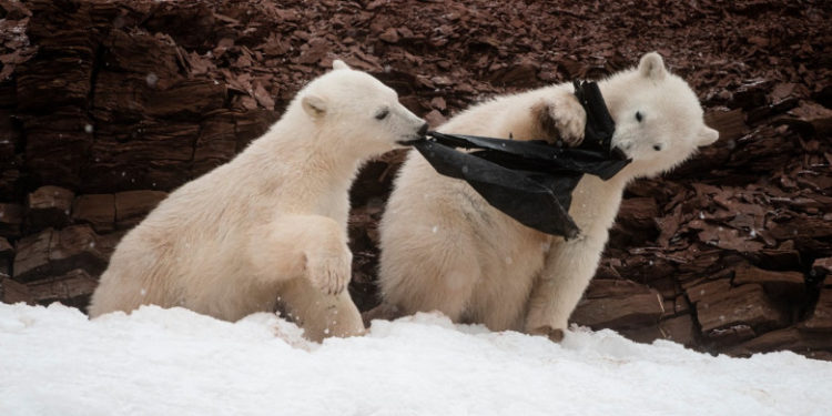 „Nivel îngrijorător” de poluare cu plastic în Arctica. Avertismentul specialiștilor