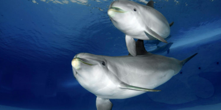 The Guardian: Rusia a adus la baza navală Sevastopol delfini dresați să detecteze atacurile subacvatice