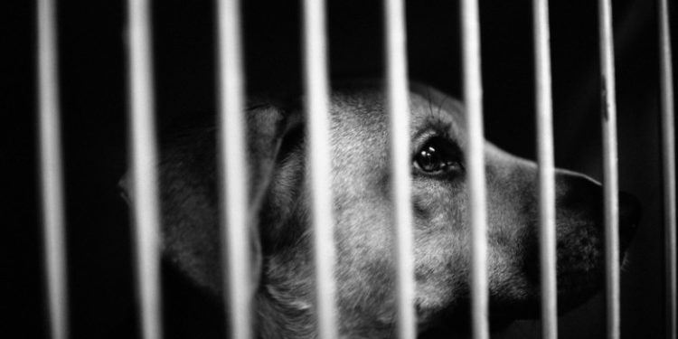 România: Pedepse de până la 7 ani de închisoare pentru cei care ucid sau schingiuiesc animale. Parlamentul a adoptat legea