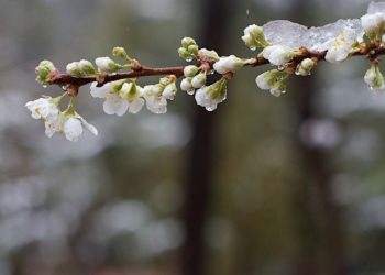 Vremea rece din aprilie amenință viitoarea recoltă de fructe cum ar fi caisele, prunele, piersicii. Potrivit agricultorilor, pierderile pot reprezenta 30-40 la sută din roadă | VIDEO