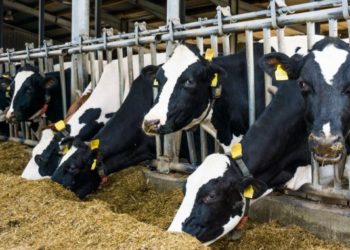 După ce a investit 10 ani în businessul agrar pe care l-a deschis în Moldova, olandezul Jim Boet spune că ar gata să-și vândă bovinele, pentru a face față crizei | VIDEO