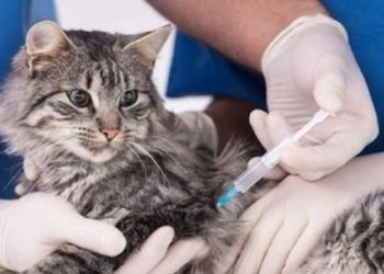 Контроль над популяцией животных: В столице проводится бесплатная стерилизация кошек и собак | VIDEO