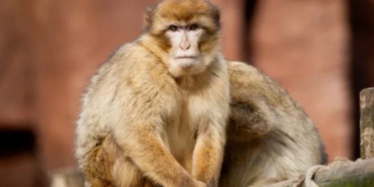 ВОЗ решила созвать чрезвычайную встречу экспертов из-за оспы обезьян