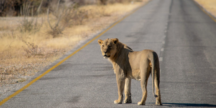 В Румынии по улице одного из городов разгуливал лев