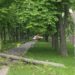 Vântul a pus la pământ câțiva copaci din capitală. Un arbore s-a prăbușit chiar în Parcul Alunelul unde acum câteva zile, o fetiță a decedat, fiind strivită de o creangă mare | VIDEO