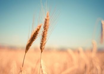 Сильная жара снизит урожай пшеницы в Индии вдвое, усугубив мировой дефицит