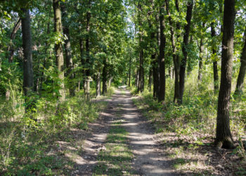 Noi detalii în cazul copiilor rătăciți în pădure, la Șoldănești. Băieții au fost găsiți la circa 10 kilometri de casă | VIDEO