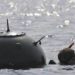 Вблизи побережья Одесской области всплыла морская мина