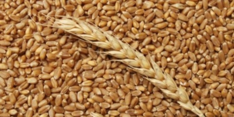 Цена на пшеницу побила рекорд на европейском рынке