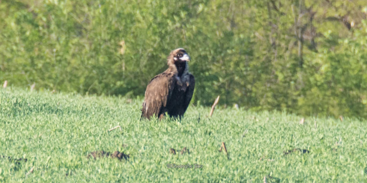 Moldova a fost vizitată din nou de vulturul negru din Spania | FOTO
