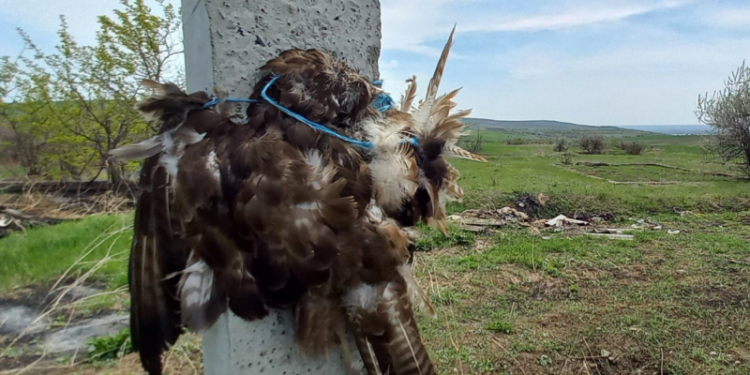 Imagini șocante, cu păsări omorâte și legate de stâlpi, la sudul țării: Ecologiștii bat alarma
