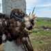 Imagini șocante, cu păsări omorâte și legate de stâlpi, la sudul țării: Ecologiștii bat alarma
