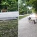 O altă bancă vandalizată într-un parc din capitală. Pretura de sector cere poliției să găsească făptașii | FOTO