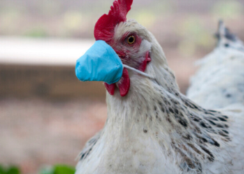 Focar de gripă aviară, depistat în raionul Ungheni