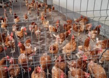 Păsările de curte încep să se ieftinească. Vânzătorii spun că sunt nevoiți să scadă prețurile din cauza numărului mic de cumpărători | VIDEO